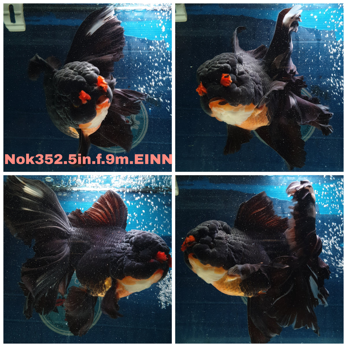 (NOK-352A) Thai Jumbo Apache Orchid Tail Oranda 5.00 inch Body Female 9 Months Age |PREORDER