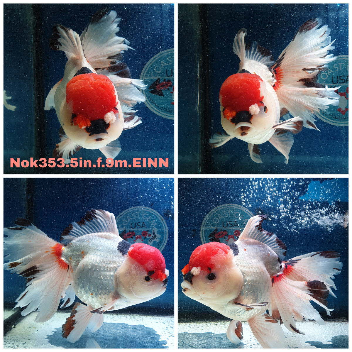 (NOK-353A) Thai Jumbo Tri Color Orchid Tail Oranda 5.00 inch Body Female 9 Months Age |PREORDER