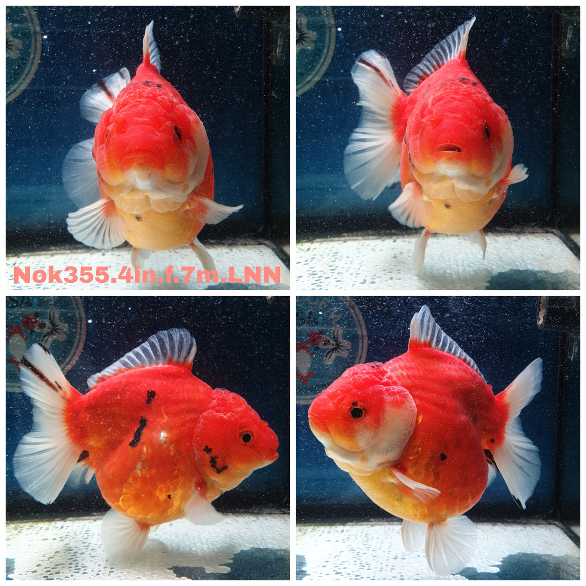 (NOK-355A) Thai Red Tiger Yuanbao Oranda 4.00 inch Body Female 7 Months Age |PREORDER