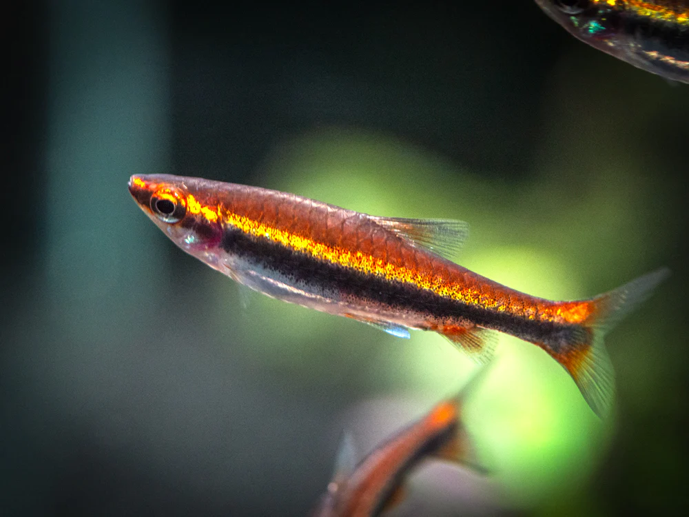 Red Beckford Pencilfish For Sale | Nannostomus beckfordi – Coast