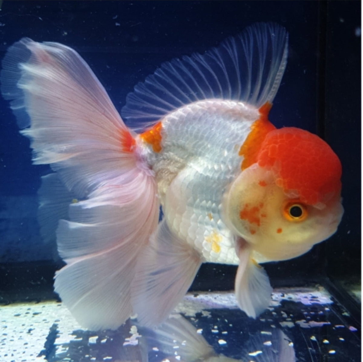 Live Fancy Goldfish Premium Select Our Choice MEDIUM SIZE BREED White Red Cap Oranda GROW UP TO 4-4.5'' BODY(CGF-046)