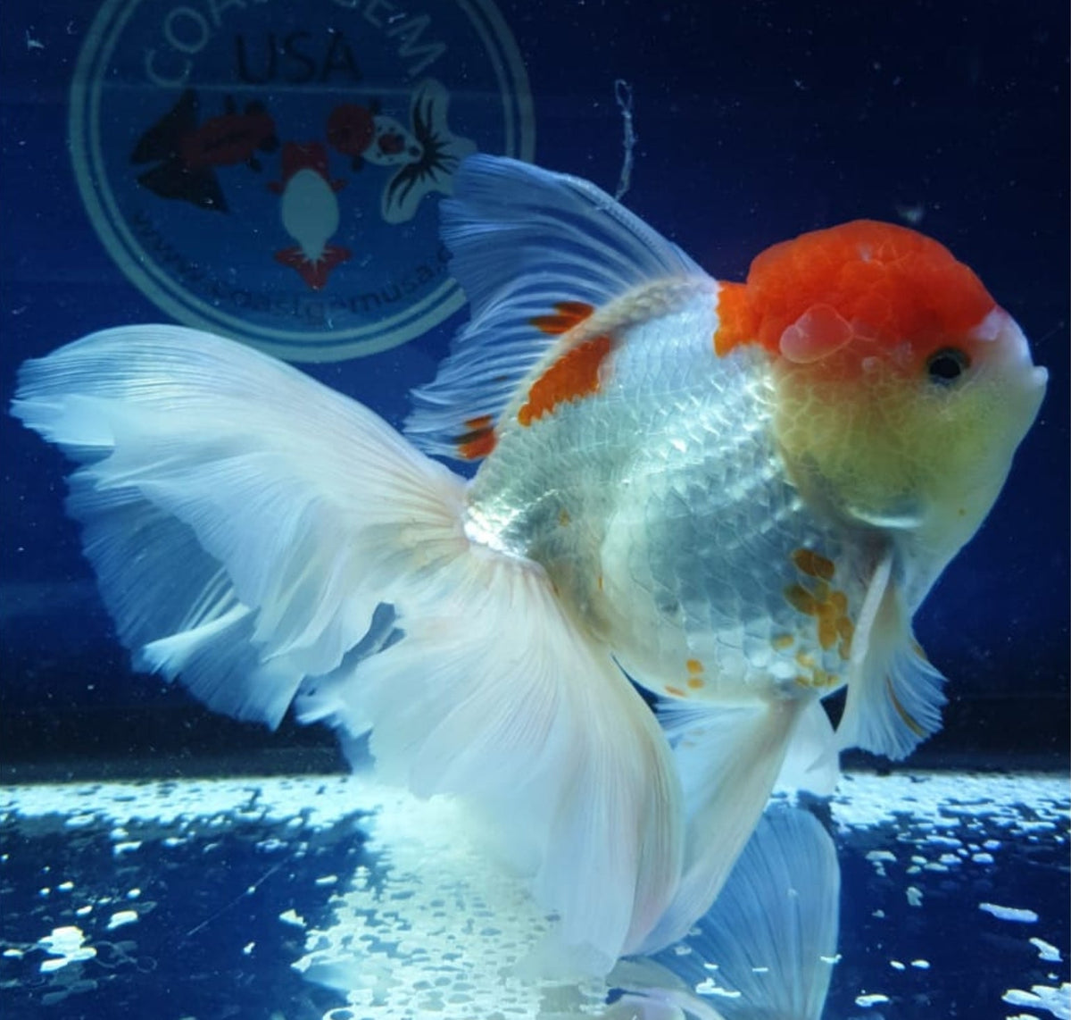 Live Fancy Goldfish Premium Select Our Choice MEDIUM SIZE BREED White Red Cap Oranda GROW UP TO 4-4.5'' BODY(CGF-046)