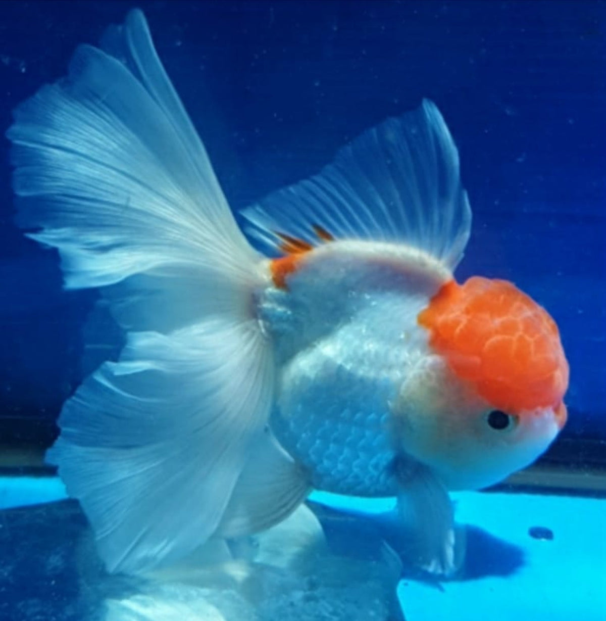 Live Fancy Goldfish Premium Select Our Choice MEDIUM SIZE BREED White Red Cap Oranda GROW UP TO 4-4.5'' BODY(CGF-046)