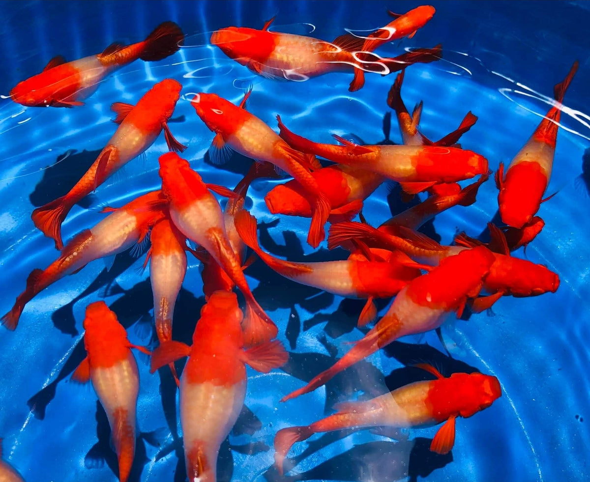 Live Fancy Guppy Fish Premium Quality Albino Red Koi (CGP-012) - Coast Gem USA