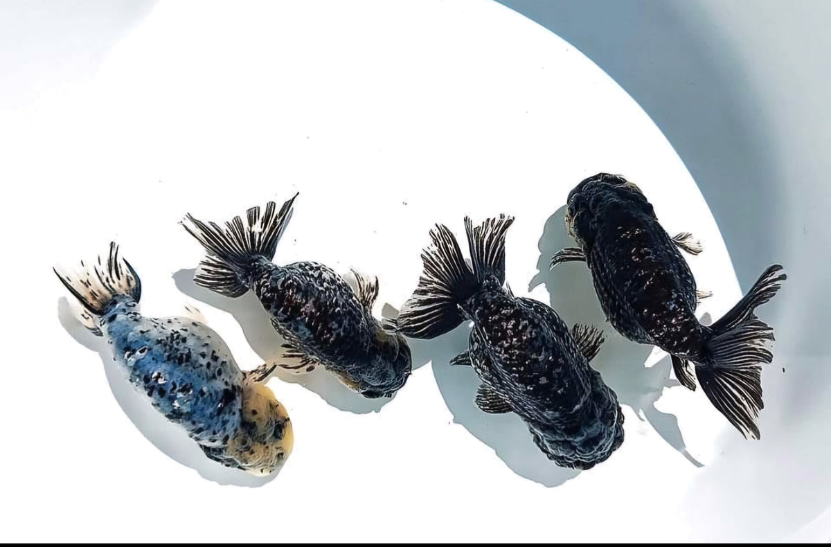Live Fancy Goldfish Premium Select Our Choice Granite Calico Ranchu (CGF-082)