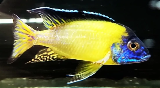 Live African Cichlid Blue Neon Peacock (Aulonocara sp.) (CHD-126) U032