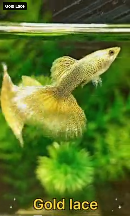 Live Fancy Guppy Fish Gold Lace Guppy (CGP-140)