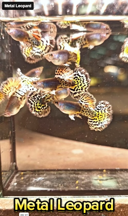 Live Fancy Guppy Fish Metal Leopard Guppy (CGP-146)