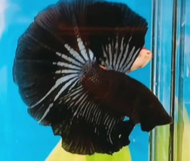 Super Black Halfmoon Star Tail Male Betta