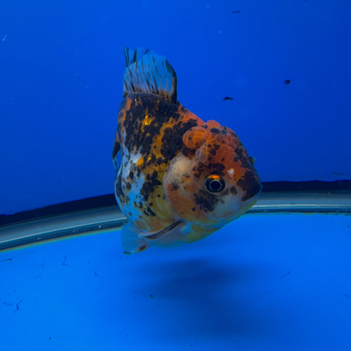 Thai Oranda Tricolor 4"inch Body Male (Tex-349) R1A09