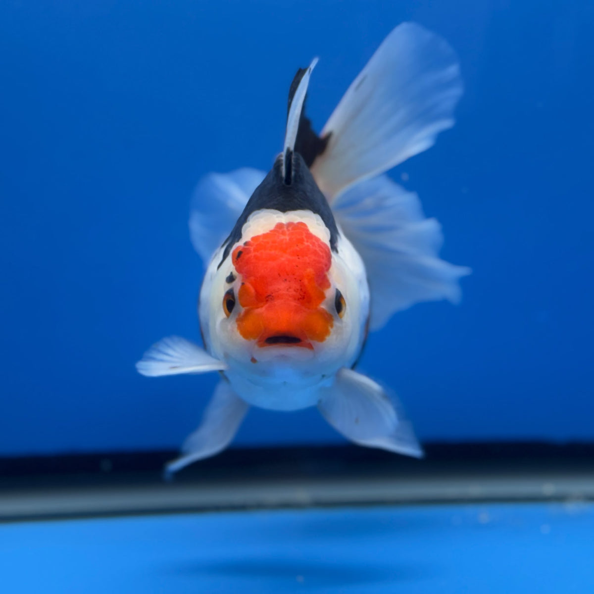 Thai Oranda Tircolor 4.5"inch Body Female (Tex-353) R1A8