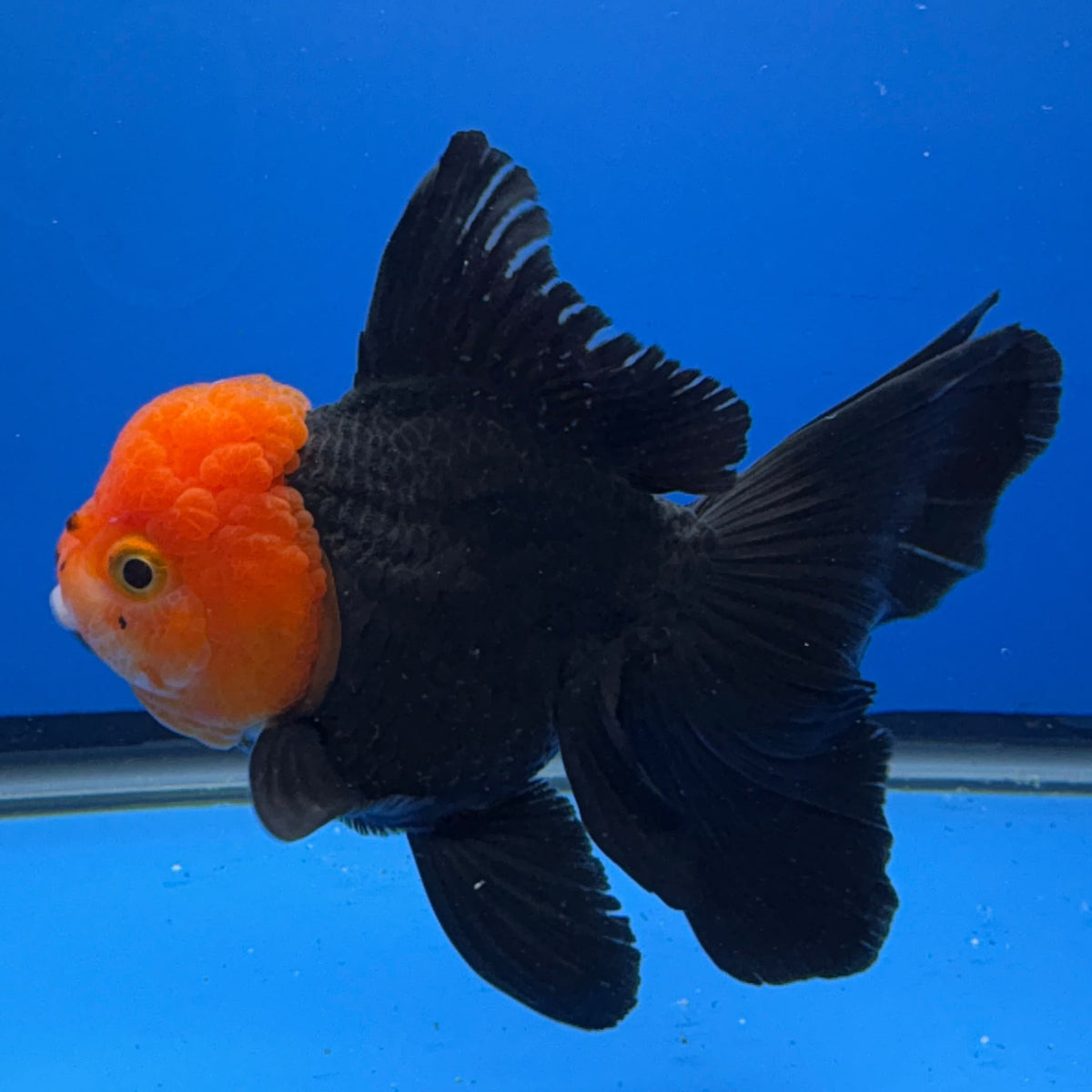 Thai Oranda Black Body Red Cap 4"inch Body Female (Tex-343) R3B17