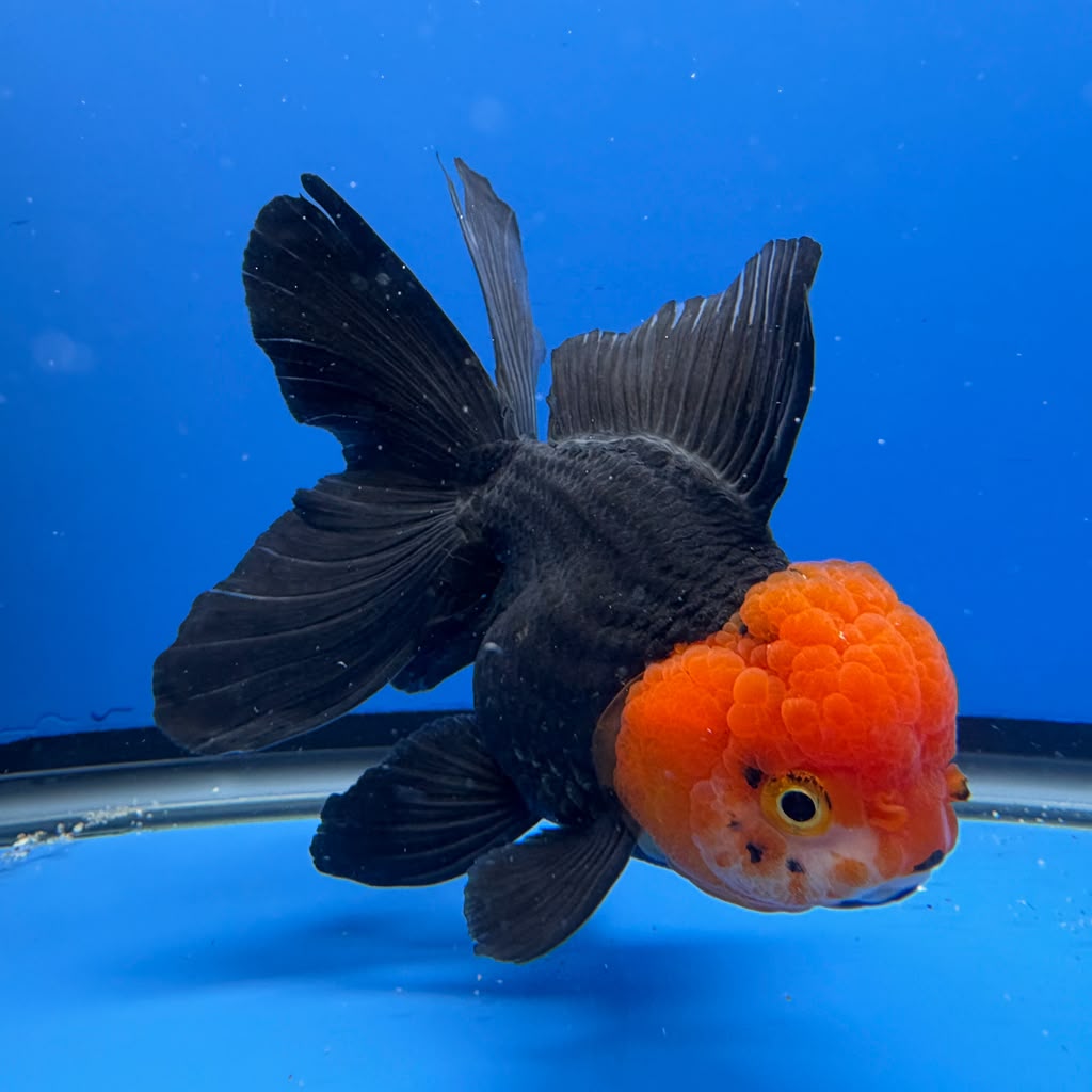 Thai Oranda Black Body Red Cap 4"inch Body Female (Tex-343) R3B17