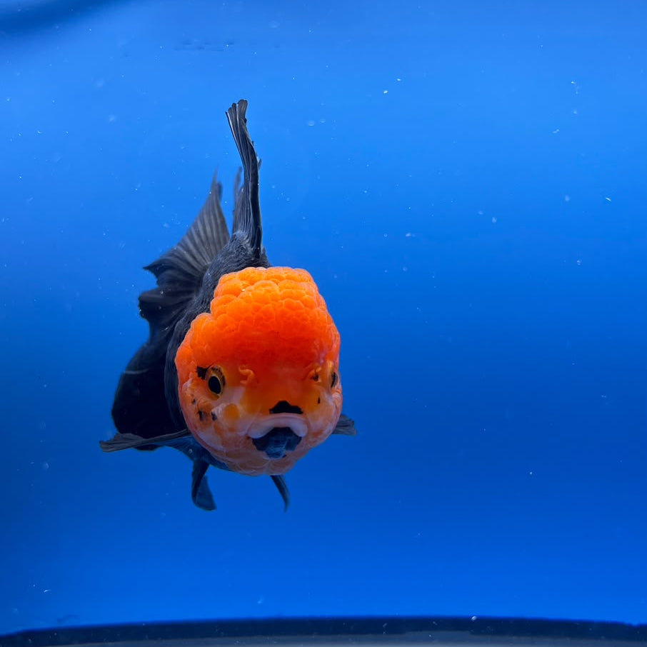 Thai Oranda Black Body Red Cap 4"inch Body Female (Tex-343) R3B17