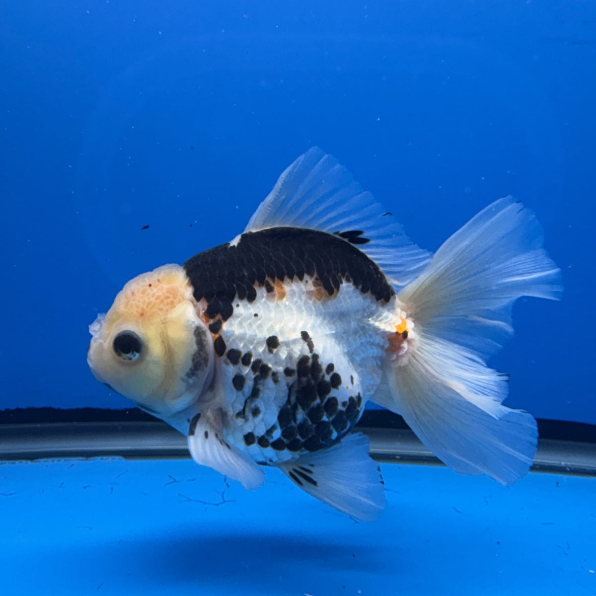 Thai Oranda Tricolor 4"inch Body Female (Tex-348) R1A09