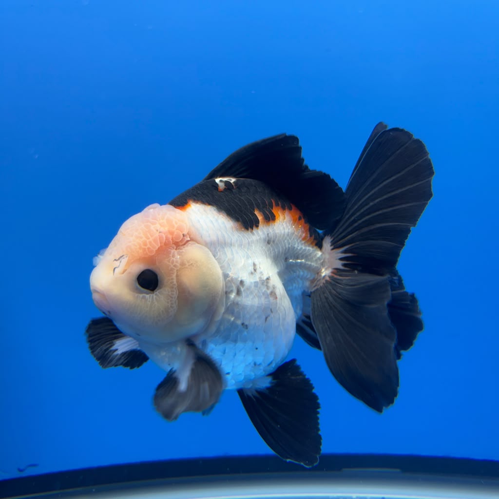 Thai Oranda Tricolor 4"inch Body Female (Tex-355) R1A7