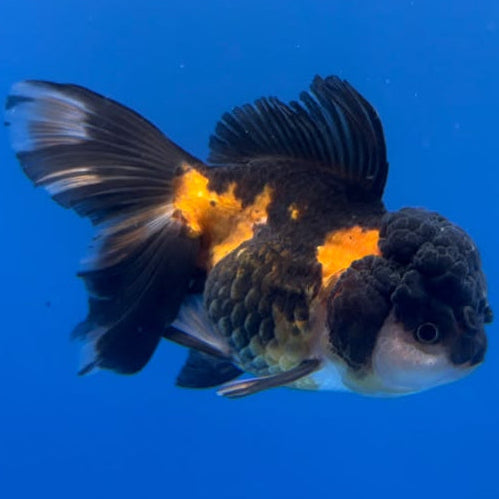 Thai Oranda Tricolor 3"inch Body Female (Tex-356) R1A8