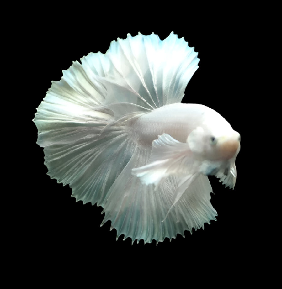 White Dumbo ear Pegasus Halfmoon Rosetail Male Betta