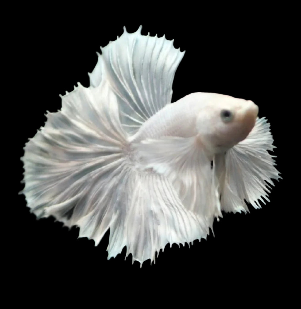 White Dumbo ear Pegasus Halfmoon Rosetail Male Betta