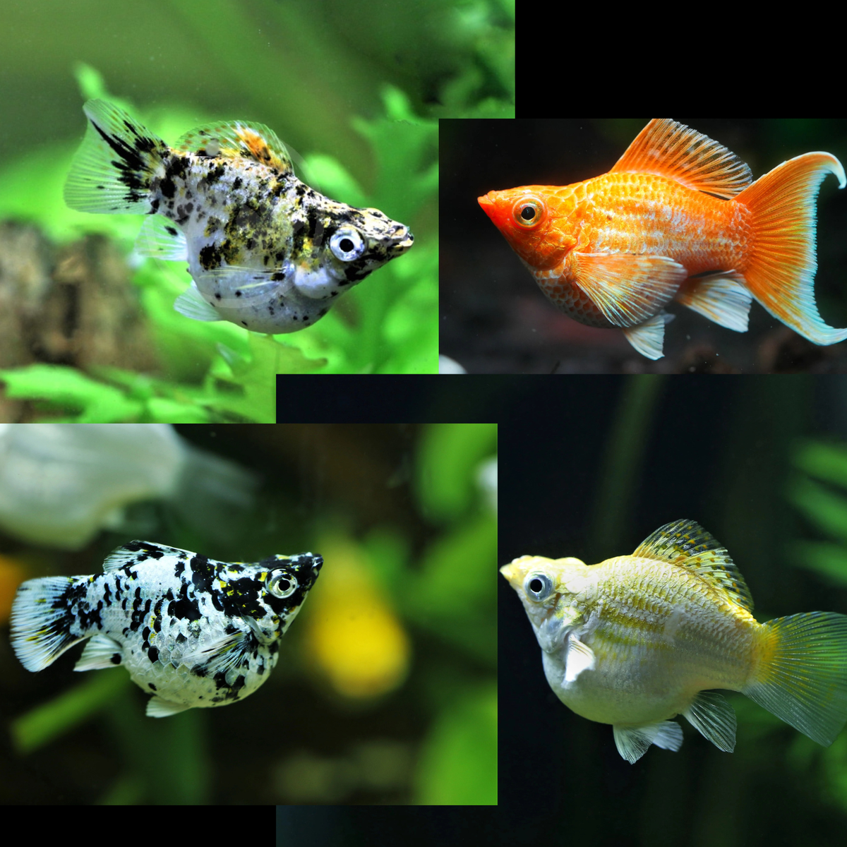 Image banner