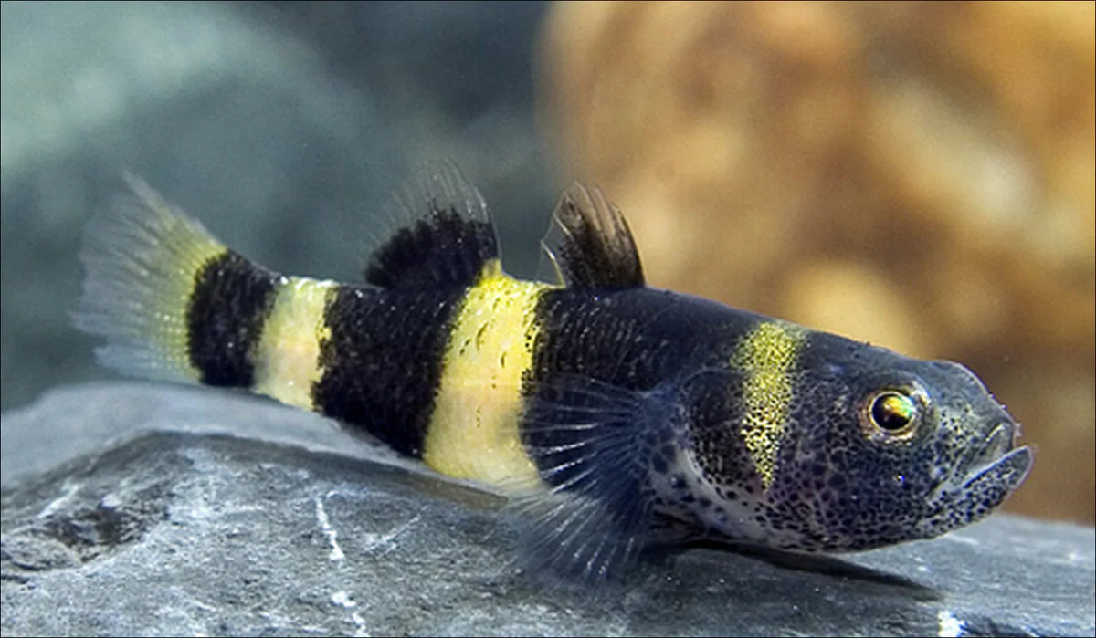 Live Freshwater Bumble Bee Goby