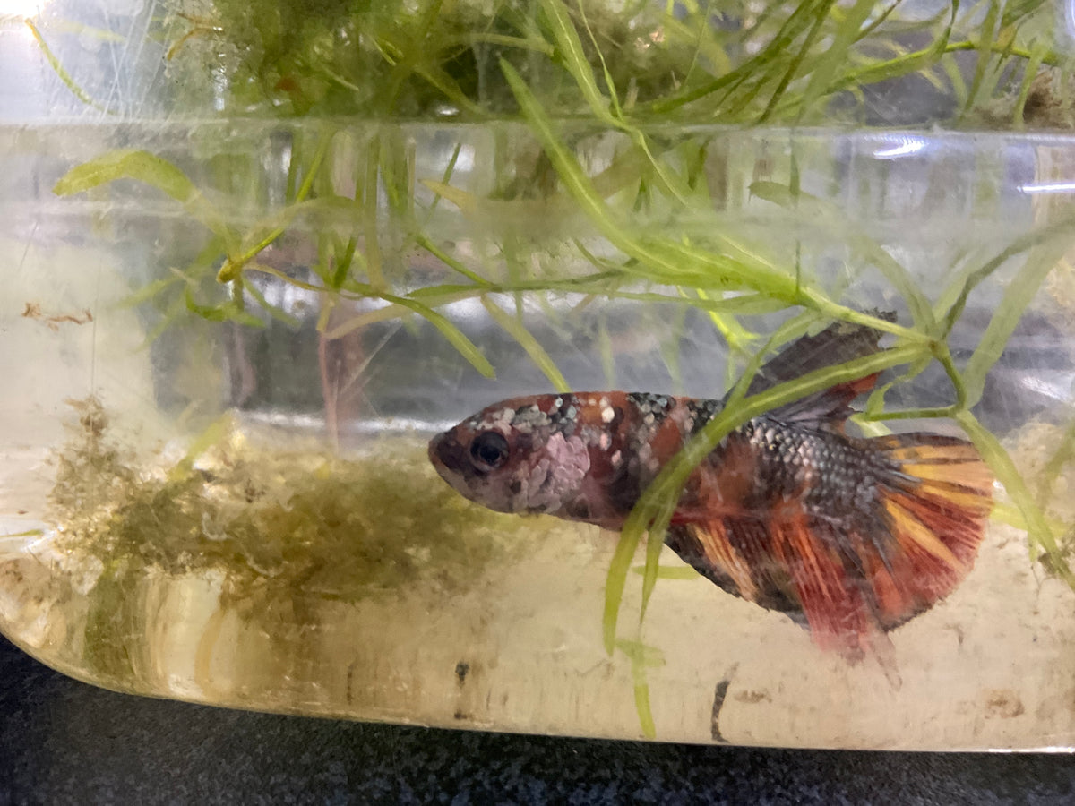 Live Male Betta Red Galaxy copper Plakat (Sky-864)S030 High quality What you see What you get!!