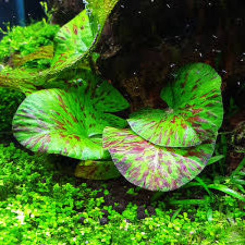 Red Tiger Lotus- (Dwarf Aquarium Lily)- EASY RED Aquarium Plant