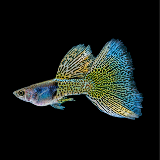 Live Fancy Guppy Fish Metal Yellow Lace (CGP-159)