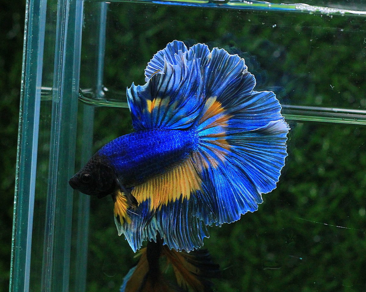 Premium Betta Fish