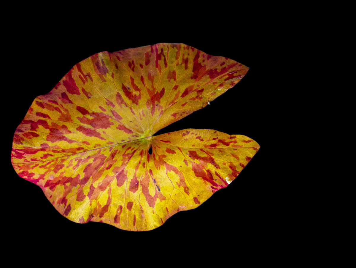 Red Tiger Lotus- (Dwarf Aquarium Lily)- EASY RED Aquarium Plant