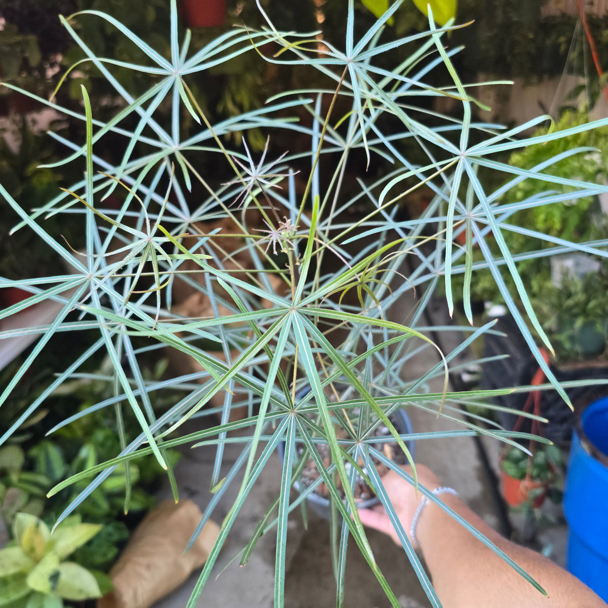 Brachychiton australis in 1 gallon pot 25"-30" tall