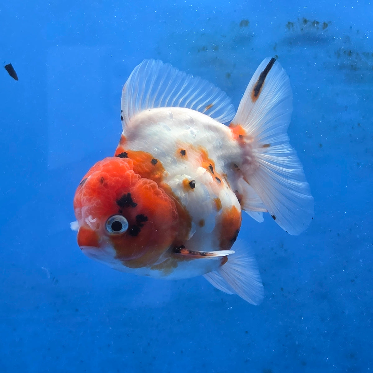Thai Oranda Red Cap Tri color Sakuda Godzilla 4 inch Body male (G-FEB-112)BlueTubB