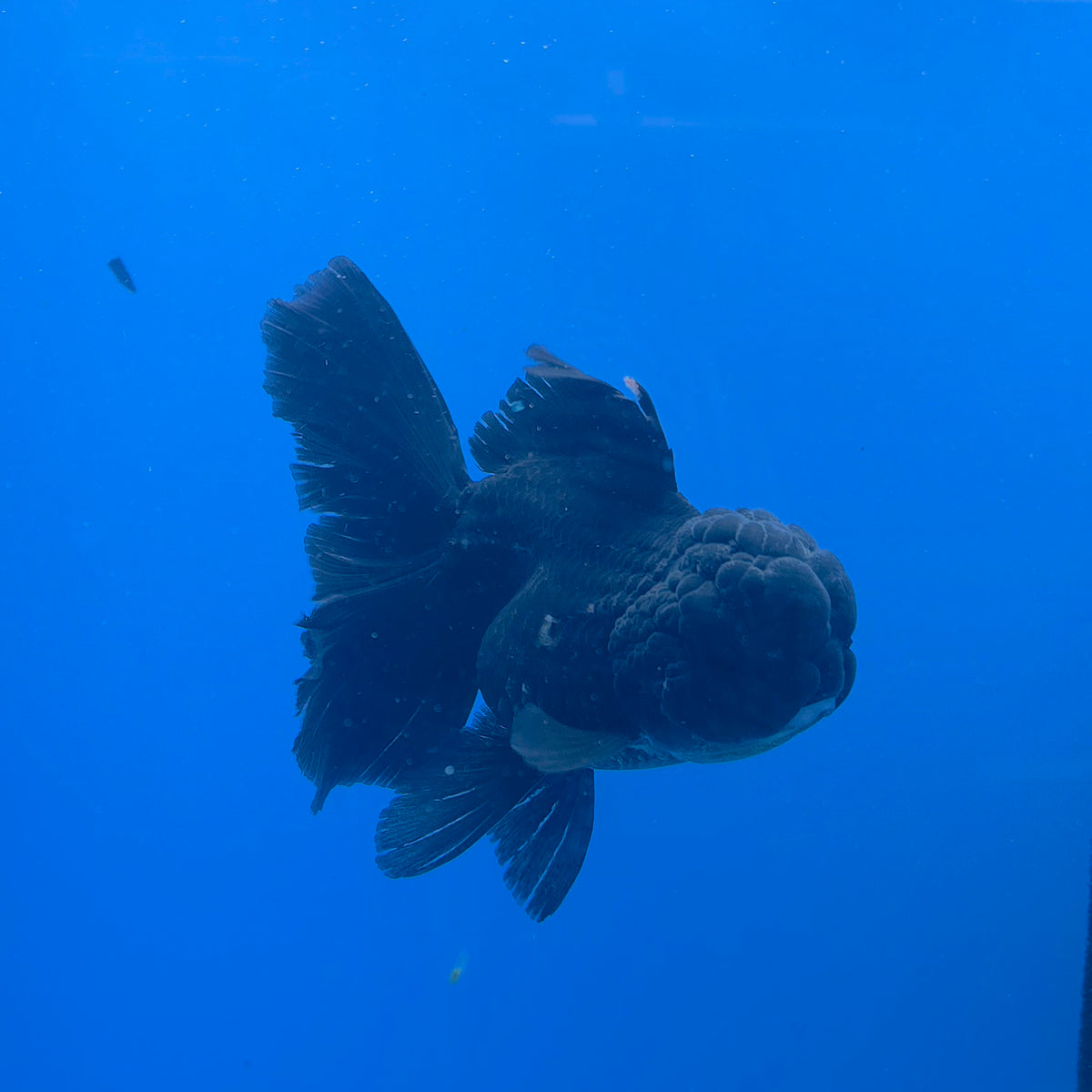 Thai Oranda Super Black 3.5" Body Female (FEB-773)R2B07