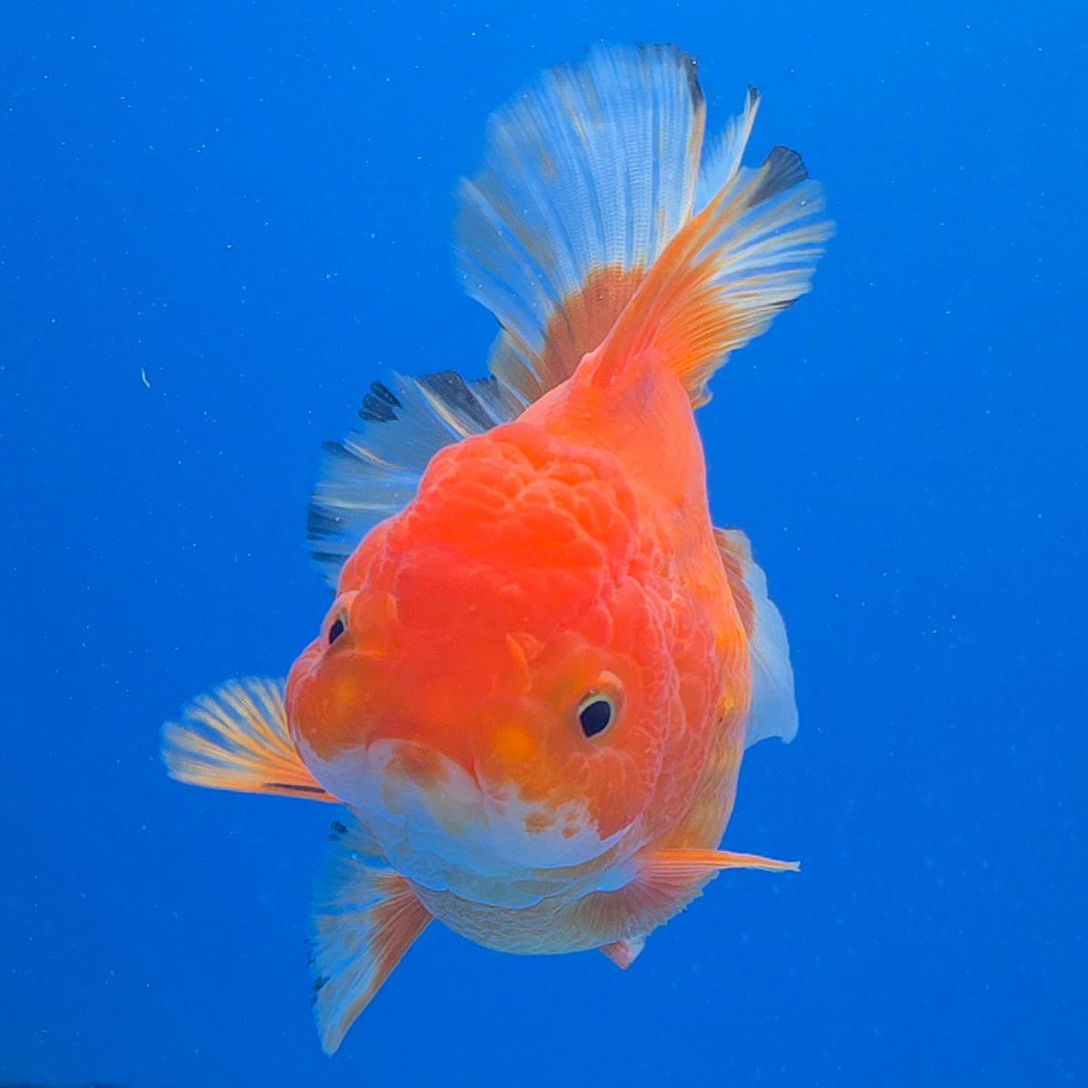 Thai Oranda Red Apache 3.80" Body Female (FEB-803)R1B04