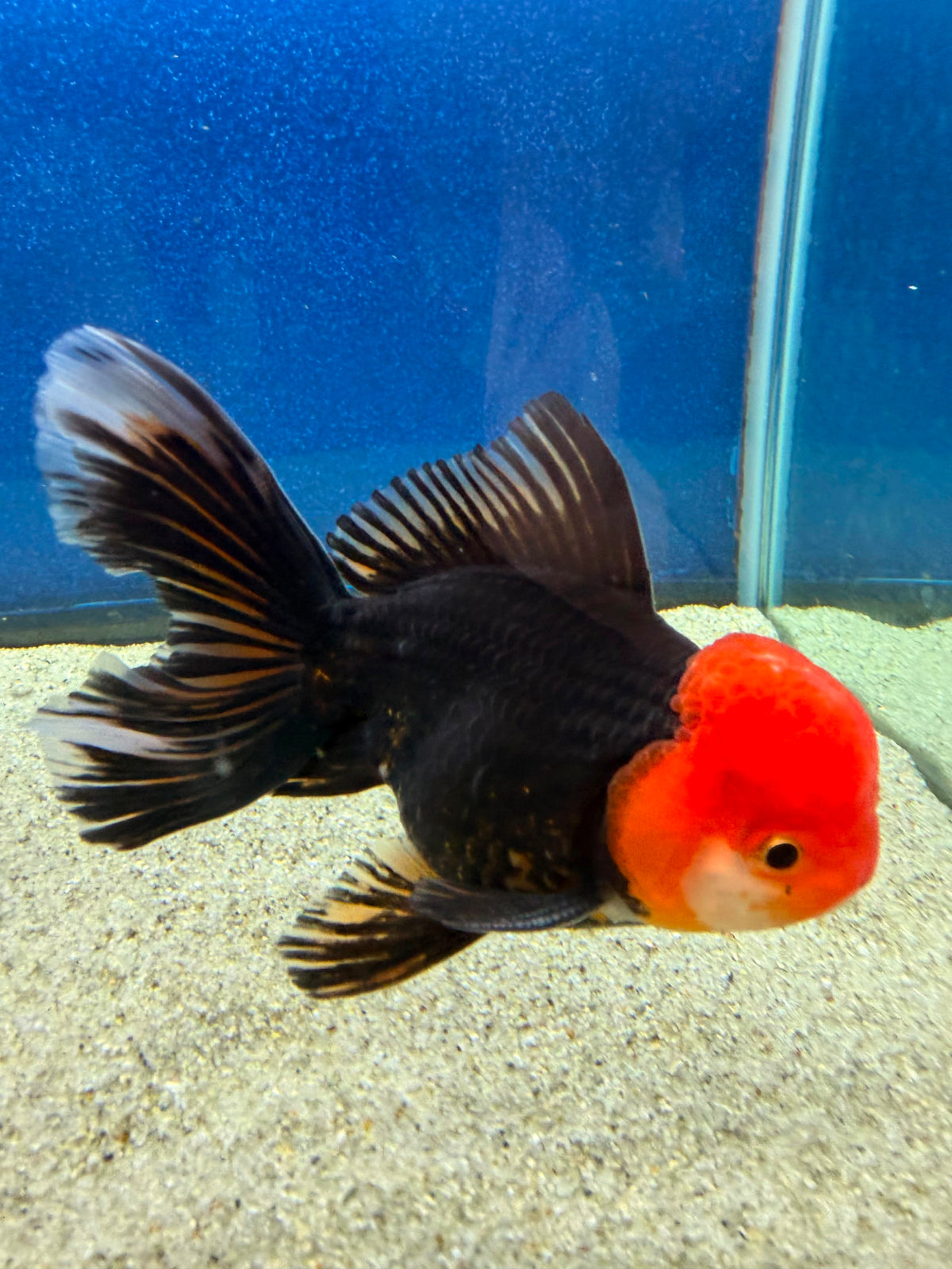 Thai Oranda Apache 3in Female (FEB-497)R2B07