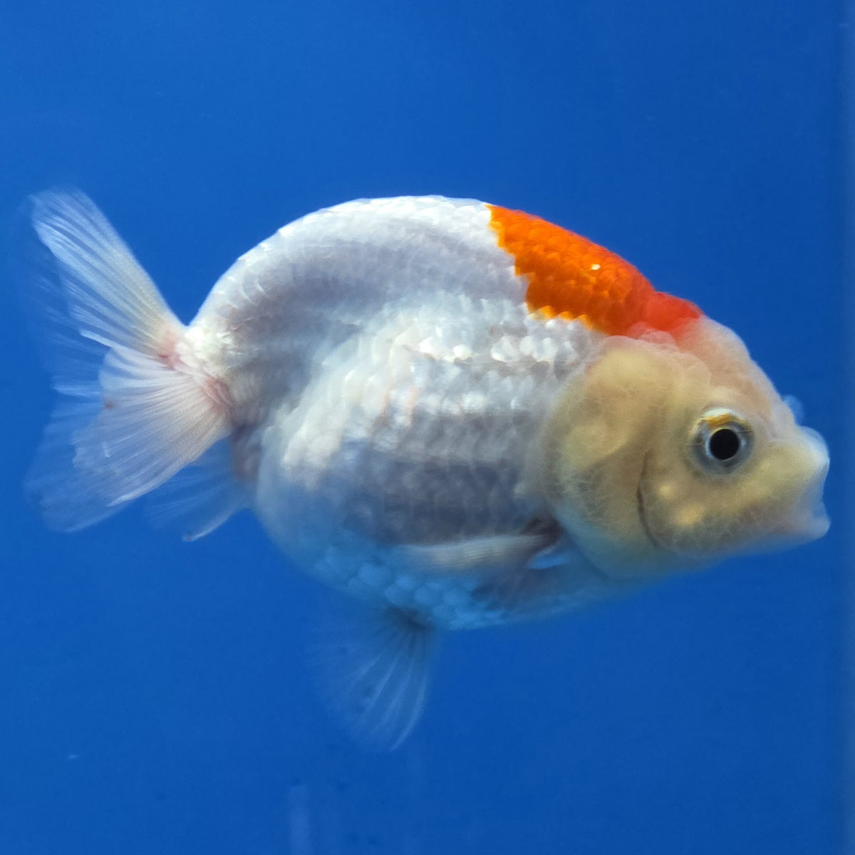 Thai Ranchu Red and White 2.50" Body Female (FEB-775)R3B23