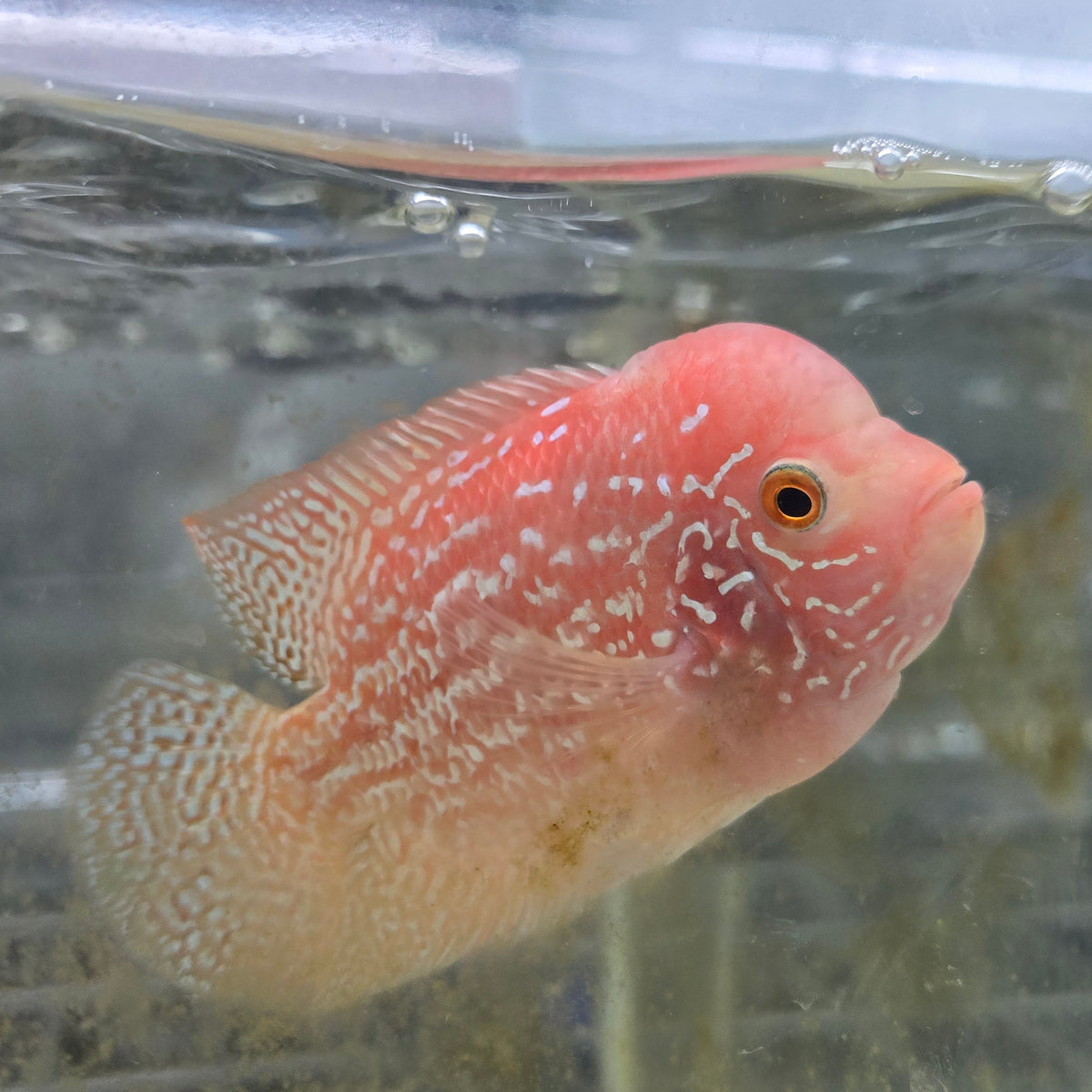 WYSIWYG Golden Base Kamfa 4.00 inch Male (SNOW-107)