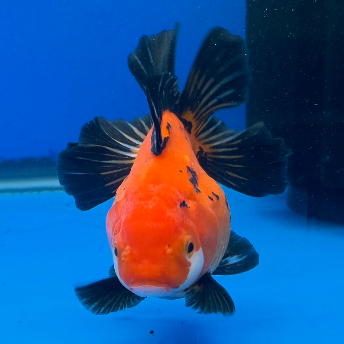 Thai Oranda Apache/Tiger 3.25” Female(FEB-896)R2A09