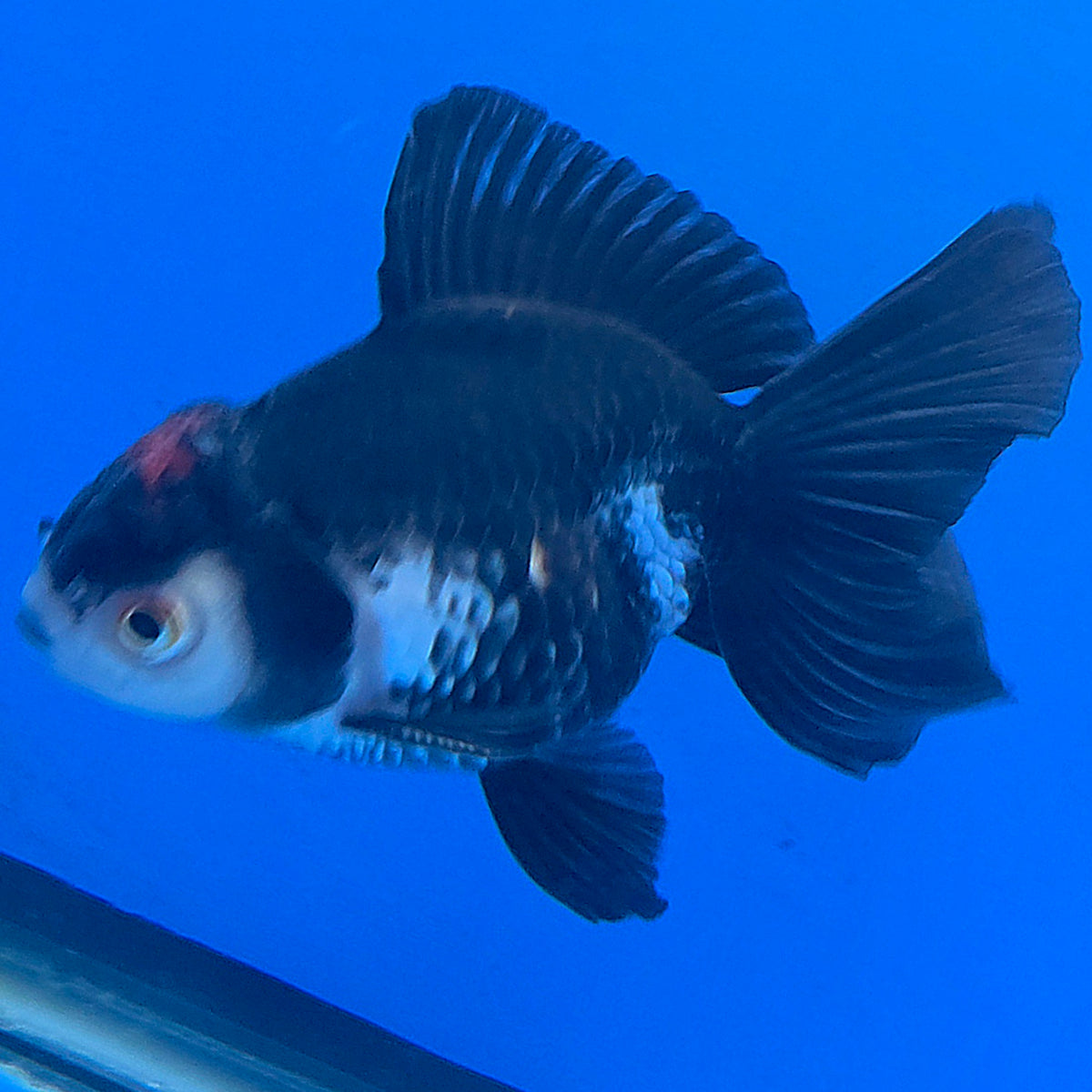 Thai Oranda Red Cap Panda 3.25” Male(FEB-889)R2B09