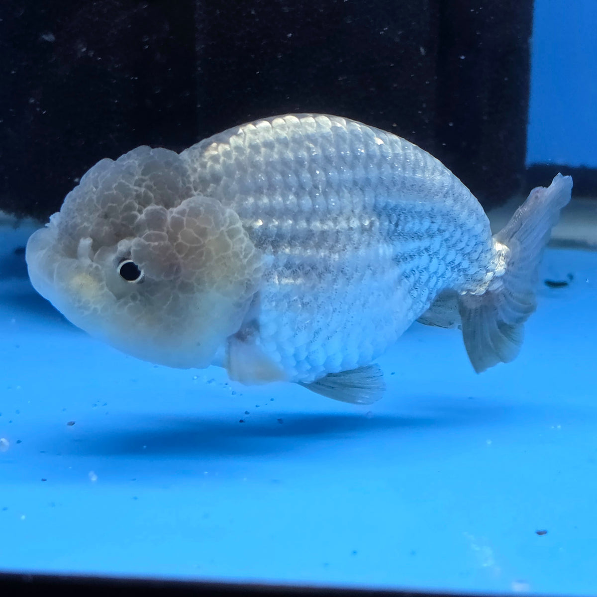 Thai Ranch Blue Silver 2.50" Body Female (FEB-776)R3B23