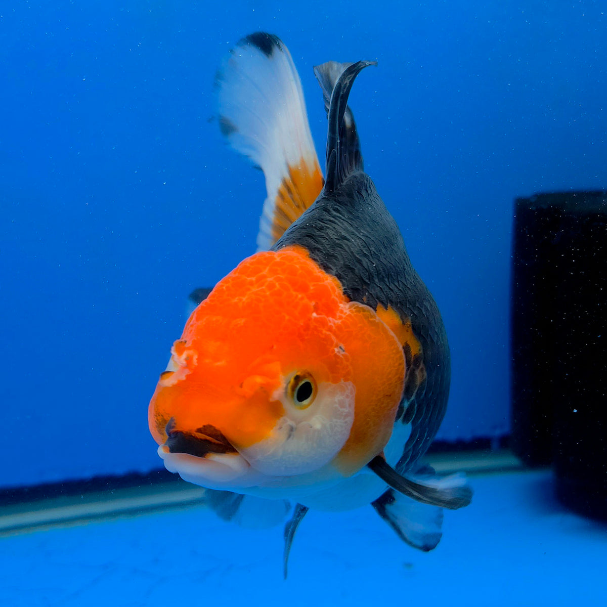 Thai Oranda Jumbo AA Grade Tri-Color 5.50 inch Body Female (FEB-845)R2A14