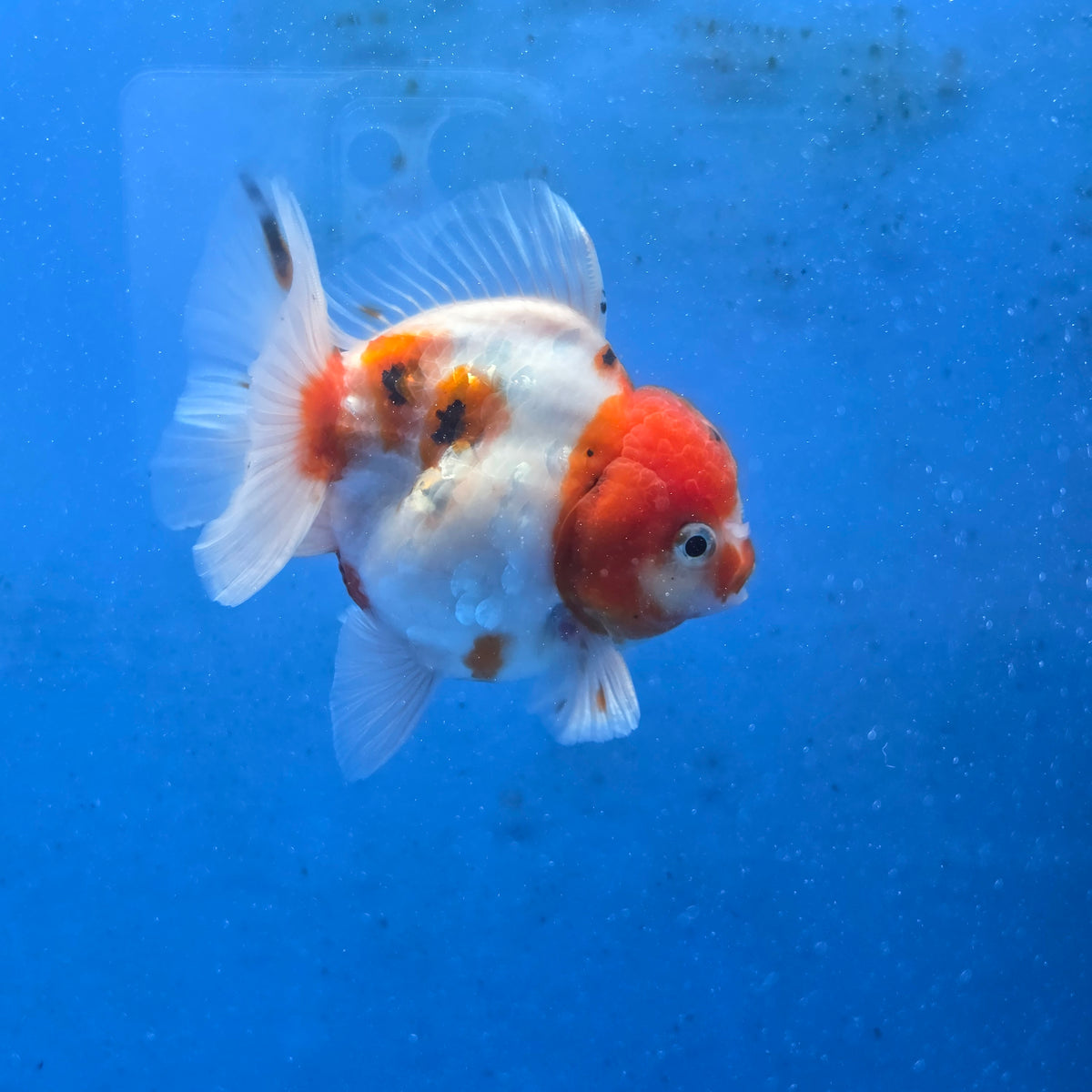 Thai Oranda Red Cap Tri color Sakuda Godzilla 4 inch Body male (G-FEB-112)BlueTubB