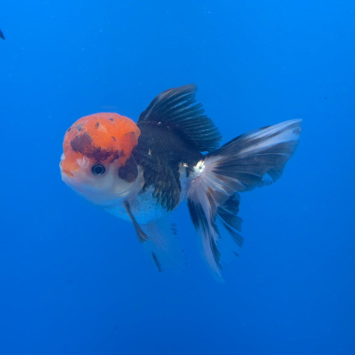 Thai Oranda Red Cap Panda 3.5" Body Male (FEB-756)R2B07