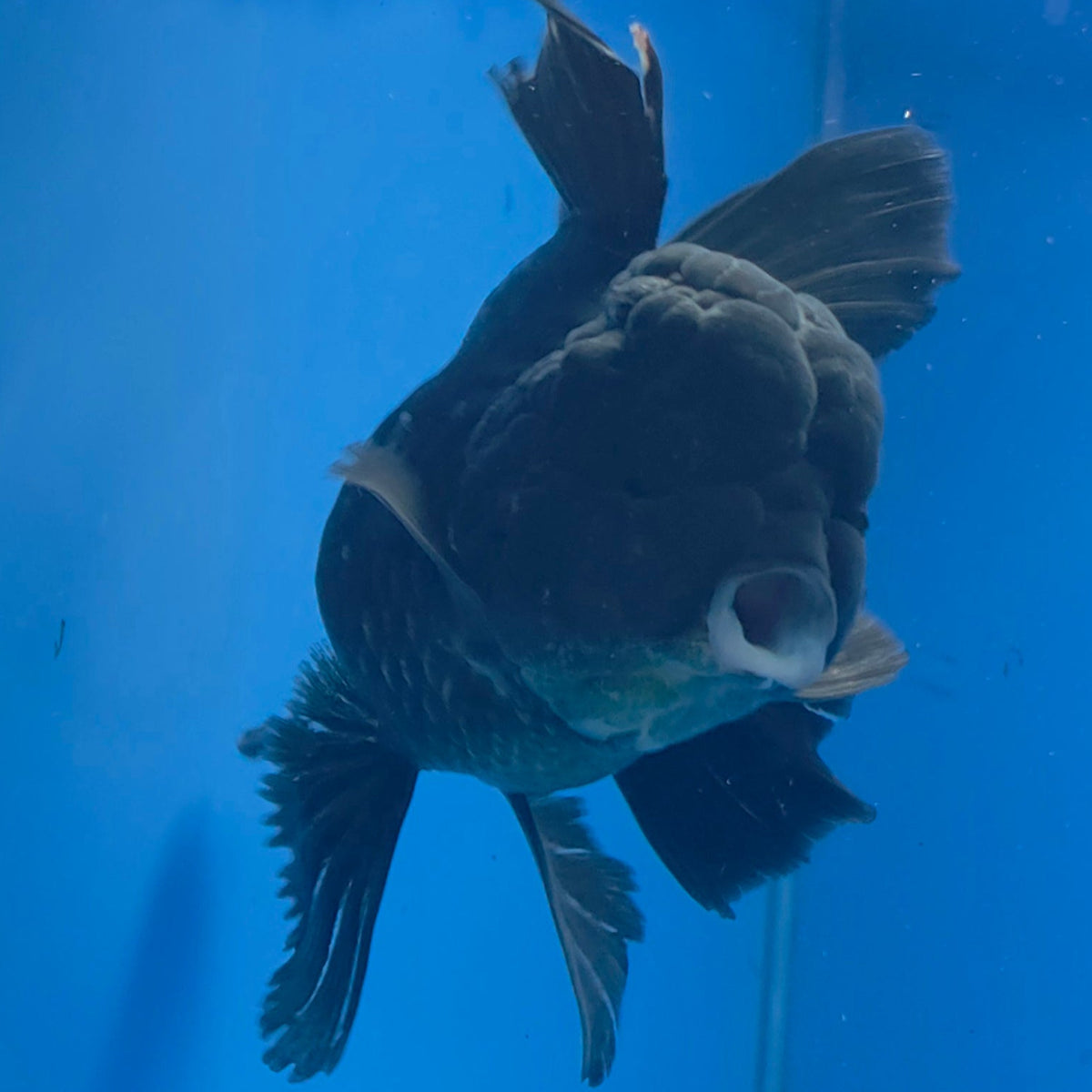 Thai Oranda Super Black 3.5" Body Female (FEB-773)R2B07