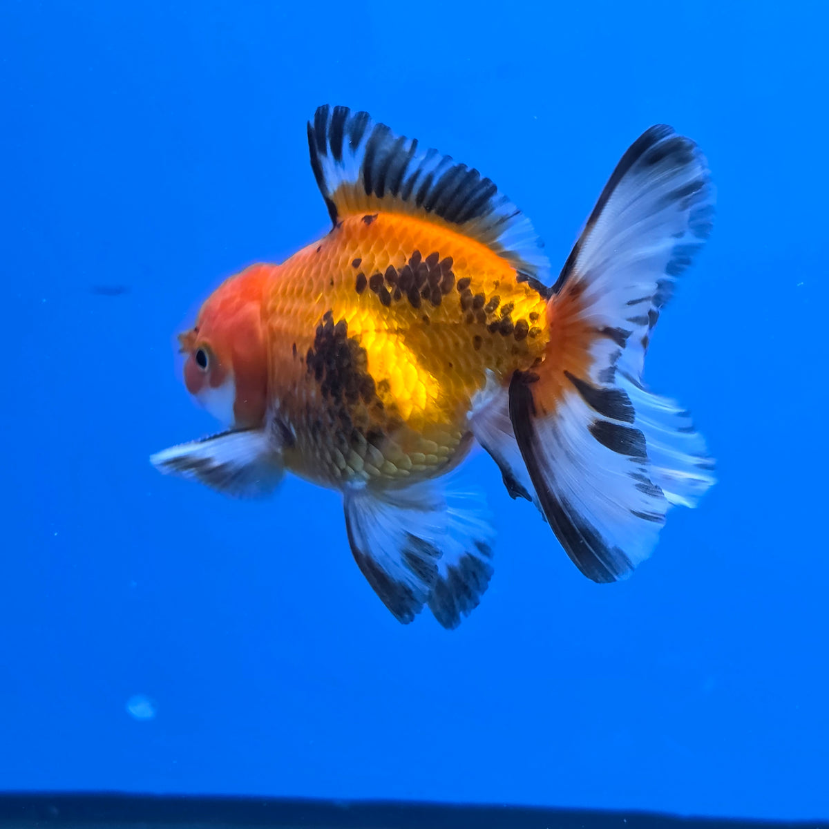 Thai Oranda Apache 2.50" Body male (FEB-749)R2B01