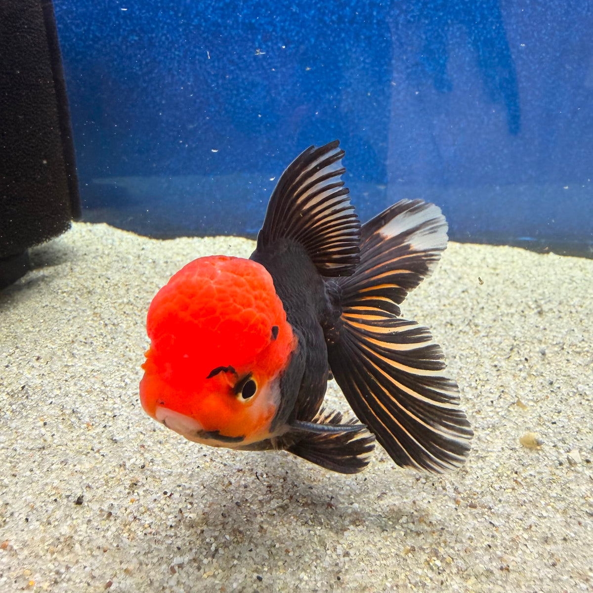 Thai Oranda Apache 3in Female (FEB-497)R2B07