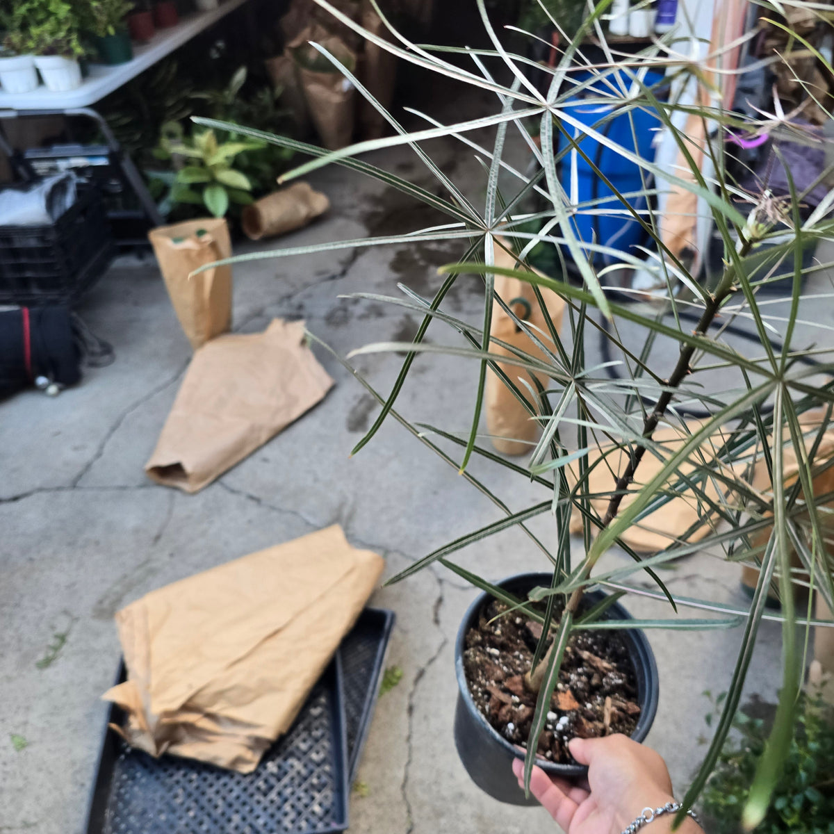 Brachychiton australis in 1 gallon pot 25"-30" tall