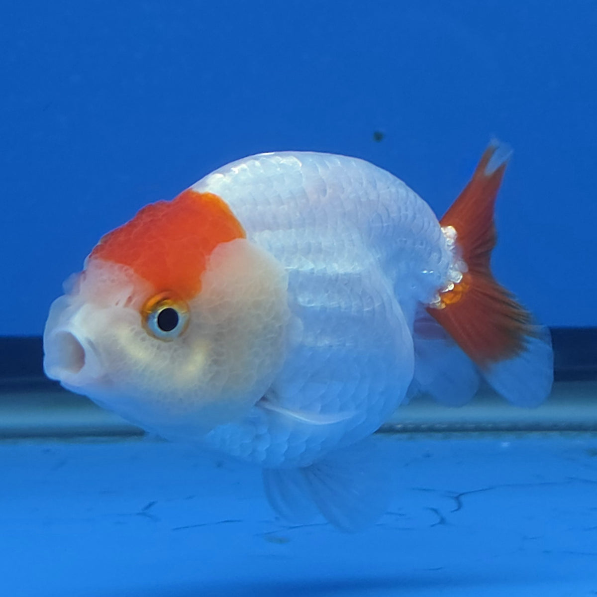 Thai Ranchu Red and White 2.50" Body Female (FEB-814)R2B05
