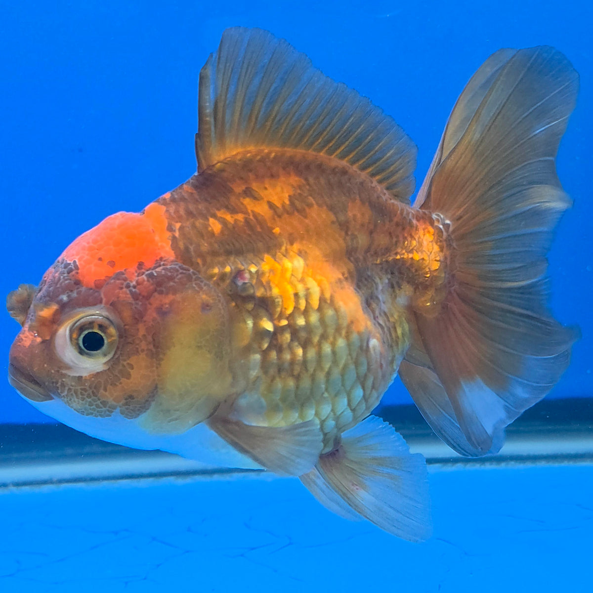 Thai Oranda Apache 3.5" Body Female (FEB-895)R2A09