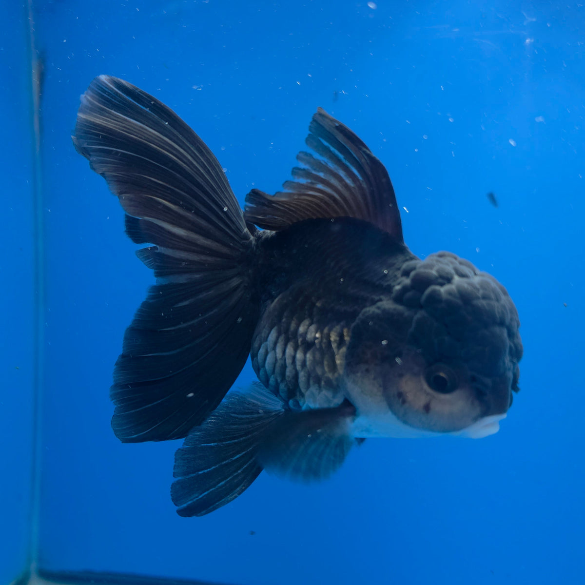 Thai Oranda Black 3.80" Body Female (FEB-770)R2B07
